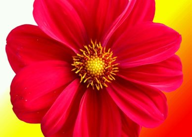 ورد أحمر كيوت Cute Red Flower - صور ورد وزهور Rose Flower images